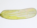Zyginidia scutellaris